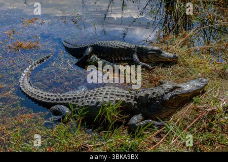 Zwei amerikanische Alligatoren (Alligator mississippiensis) sonnen sich, Florida Everglades Stockfoto