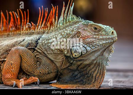 Green Iguana, Iguana Leguana, Florida Stockfoto