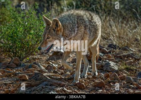 Coyote on the Move - Sonora Desert - Arizona der Coyote (Canis latrans) ist ein in Nordamerika beheimateter, sehr anpassungsfähiger Kanid, der häufig in den S vorkommt Stockfoto