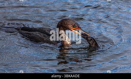 Der Doppelhaubenkormoran (Nannopterum auritum) Stockfoto