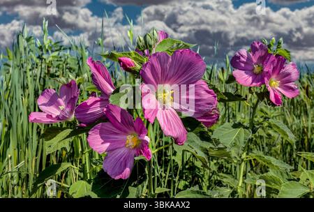 Sumpfrosenmalve oder Wildbaumwolle (Hibiscus moscheutos), die in Marsh, Nantucket Island, MA, wächst Stockfoto