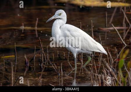 Junger Blaureiher (Egretta caerulea) Stockfoto