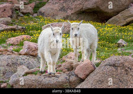 Bergziegen (Oreamnos Americanus) - Mt. Evans – Colorado die Baby Mountain Goat (Oreamnos americanus), auch bekannt als Kind, stammt aus der Region Stockfoto