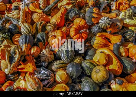 Farbenfrohe dekorative Kürbisse – Cucurbita Pepo Stockfoto