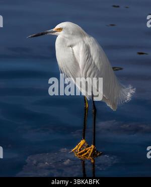 The Snowy Egret (Egretta thula) Stockfoto