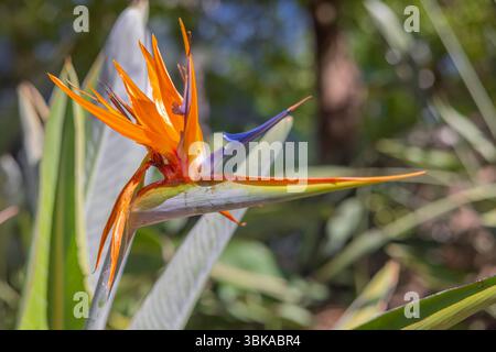 Paradiesvogel Blume Nahaufnahme Foto vor grünem Hintergrund Stockfoto