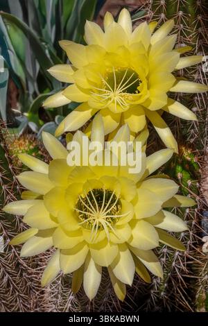Trichocereus grandiflorus Hybrid oder Echinopsis Hybrid Stockfoto
