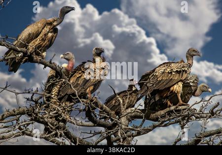 Der Weissgespengeier (Gyps africanus) Stockfoto