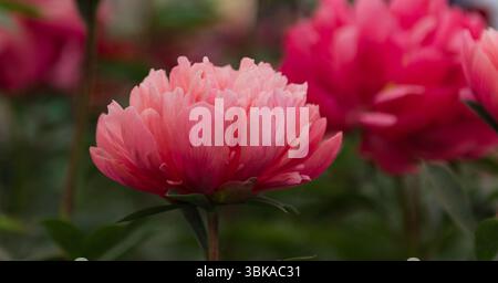 Chelsea Flower Show 2025 Stockfoto