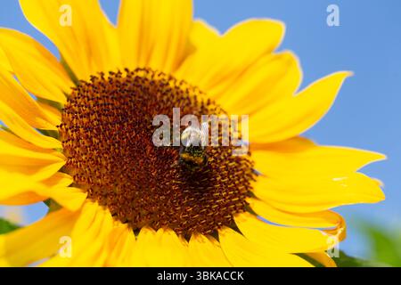 Nahaufnahme einer Sonnenblume. Eine Biene sammelt Pollen und Nektar von der Blüte Stockfoto