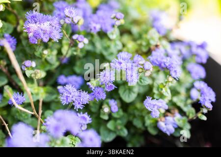 Lila Seidenblüten blühen im Sonnenlicht. Gartenflora, saisonale Farben und lebhafte Landschaftsgestaltung mit Sommerblüten. Stockfoto