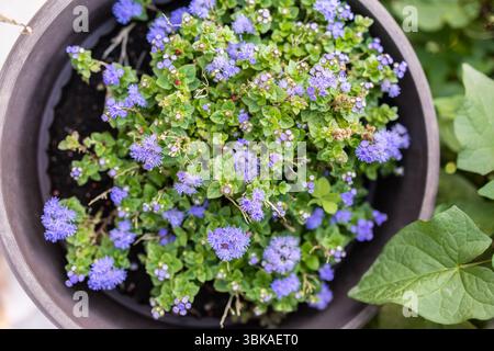 Lila Seidenblüten blühen im Sonnenlicht. Gartenflora, saisonale Farben und lebhafte Landschaftsgestaltung mit Sommerblüten. Stockfoto