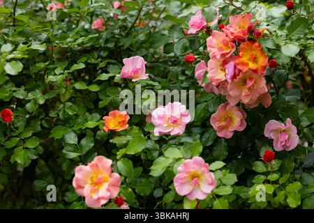 Blühender Busch aus leuchtend rosa und orange offenen Rosenblüten mit glänzend grünen Blättern im Sommergarten. Natürliche florale Schönheit und dekorative Landschaftsgestaltung Stockfoto
