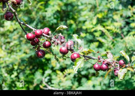 Ein Zweig voller hellroter Äpfel auf einem Apfelbaum in einem Garten. Stockfoto
