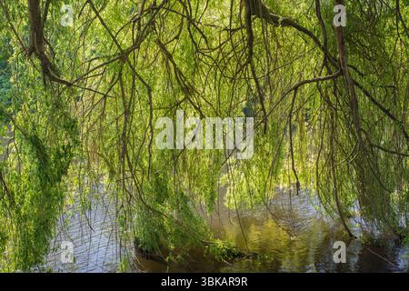 Eine Trauerweide (Salix babylonica), die über den Fluss Trent in Burton upon Trent, East Staffordshire, England, fließt Stockfoto