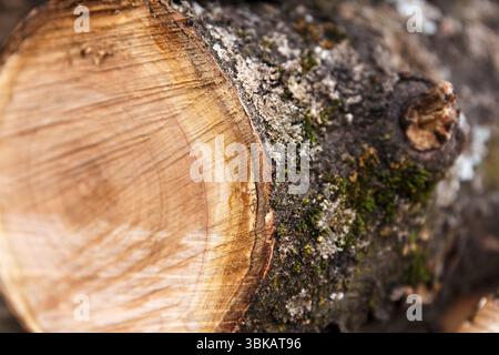 Detaillierte Nahaufnahme eines frisch geschnittenen Baumstamms mit sichtbaren Wachstumsringen und strukturierter Rinde mit Moos, aufgenommen in einer natürlichen Umgebung im Freien Stockfoto