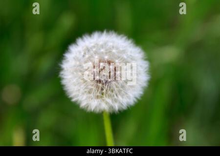 Detaillierte Nahaufnahme eines Löwenzahn-Samenkopfes mit weicher weißer Flaume, aufgenommen in natürlichem Fotostil auf einem unscharfen grünen Hintergrund, das nat symbolisiert Stockfoto