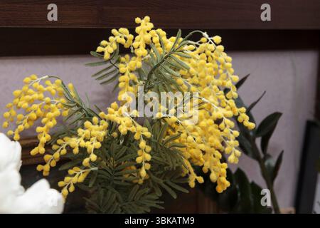 Blühende gelbe Mimosa-Blüten mit weichen grünen Blättern, fotografiert in natürlichem Licht auf einem unscharfen neutralen Hintergrund, symbolisiert den Frühling Stockfoto