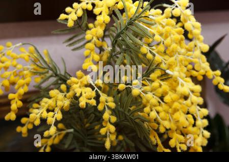 Nahaufnahme blühender gelber Mimosa-Blüten mit weichen grünen Blättern auf einem unscharfen neutralen Hintergrund, der den Frühling symbolisiert Stockfoto