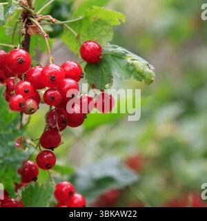 Reife rote Johannisbeeren hängen an einem Zweig mit grünen Blättern, natürlicher Stil, verschwommener Gartenhintergrund, Konzept der ökologischen Landwirtschaft und Ernte Stockfoto