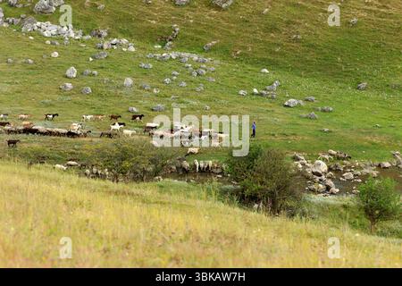 Große Herde von Ziegen und Schafen, die auf einem grünen Hügel mit Felsen weiden, begleitet von einem Hirten, natürliche ländliche Landschaft Konzept Stockfoto
