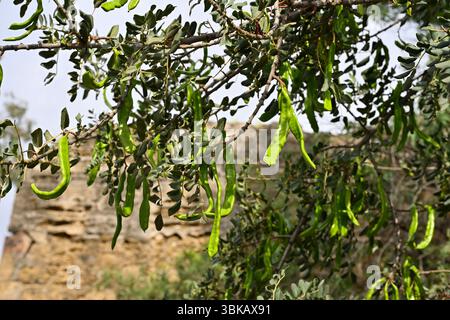 Frische grüne Samenkörner von Ceratonia siliqua, auch bekannt als Johannisbrotbaum, Algarroba oder Johannisbrotbaum Malaga, Spanien April Stockfoto