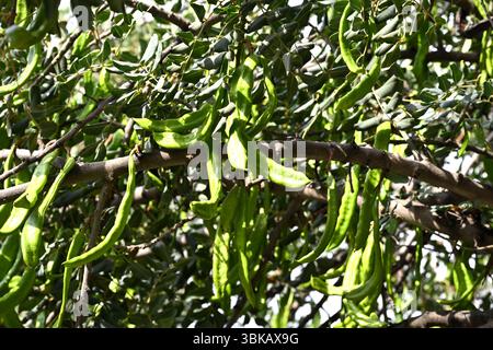Frische grüne Samenkörner von Ceratonia siliqua, auch bekannt als Johannisbrotbaum, Algarroba oder Johannisbrotbaum Malaga, Spanien April Stockfoto