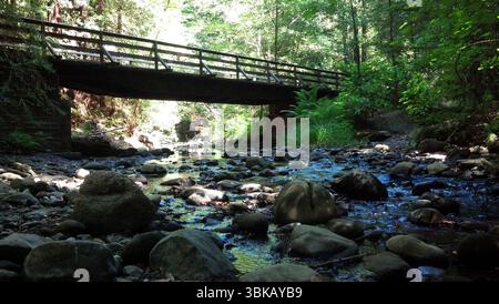 Ein flacher Bach fließt unter einer hölzernen Fußbrücke in einem Mammutwald, umgeben von moosigen Felsen, Farnen und flauschigem Sonnenlicht durch dichte Bäume. Stockfoto