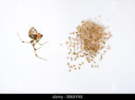 Junge Common House Spinnen (Parasteatoda tepidariorum), die vor kurzem aus einem Eiersack geschlüpft sind Stockfoto