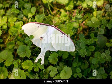 Eine große nordamerikanische Luna Moth (Actias luna), die auf dem Boden ruht Stockfoto