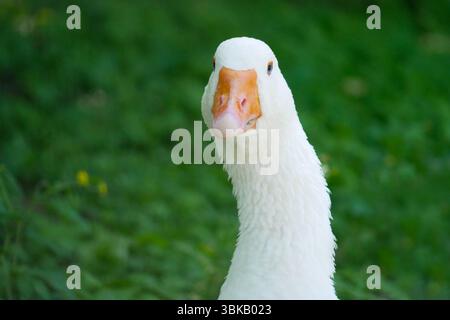 Eine weiße Gans Nahaufnahme. Stockfoto
