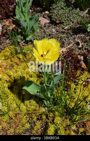 Gelbe Tulpenblüte Stockfoto