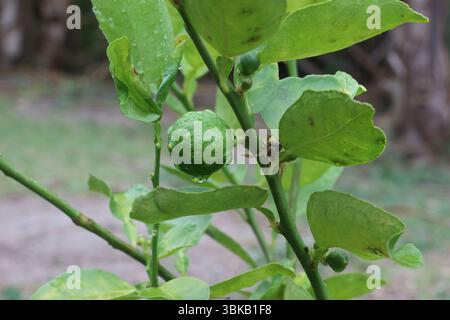 Kleine Limettenfrucht mit frischen Regentropfen auf dem Zweig, nach Regen in einem tropischen Garten. Weicher Hintergrund mit grünen Blättern und natürlichem warmem Sonnenlicht. Stockfoto