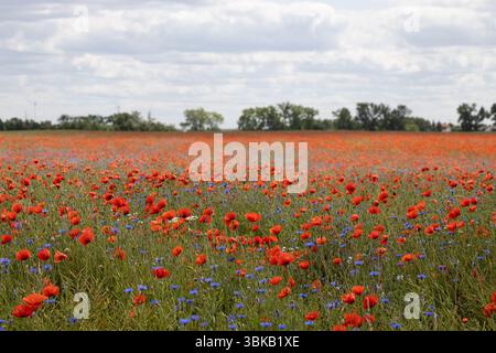 Feld von Rotem Mohn und Blauen Kornblumen Stockfoto
