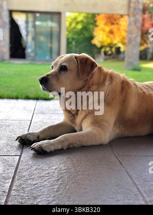 Goldenes labrador auf der Veranda mit Gartenblick Stockfoto