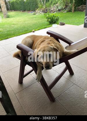 Lazy labrador auf einem Gartenstuhl auf der Terrasse Stockfoto
