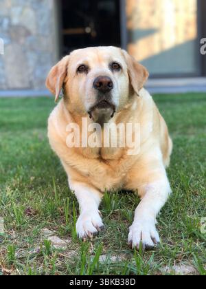 Ruhiger labrador, der auf dem Gras des Gartens ruht Stockfoto