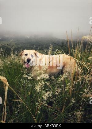Abenteuerliches labrador auf einem nebeligen Feld in den Cordoba-Hügeln Stockfoto