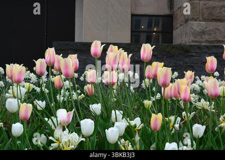 Rosa und weiße Tulpenblüten Pflanzen Stockfoto