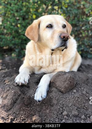 Neugieriger labrador, der auf einem Erdhügel im Garten ruht Stockfoto