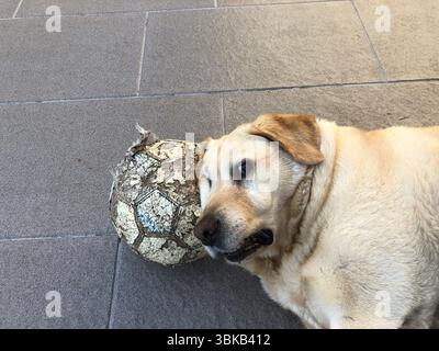 Entspannter labrador mit getragenem Fußball auf dem gefliesten Boden Stockfoto