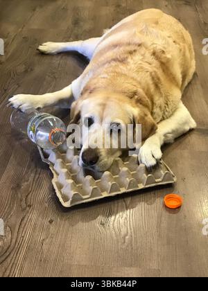 Beruhigen Sie labrador mit Plastikflasche und Eierkarton Stockfoto