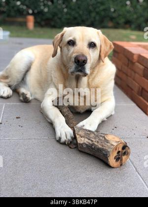 Labrador-Hund spielt draußen mit Holzstock Stockfoto