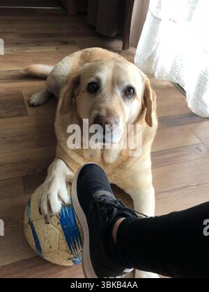 Labrador Hund spielt mit Fußball und Person Stockfoto