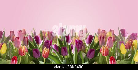 Bunte Tulpen auf rosa Hintergrund, Blumenbanner Stockfoto