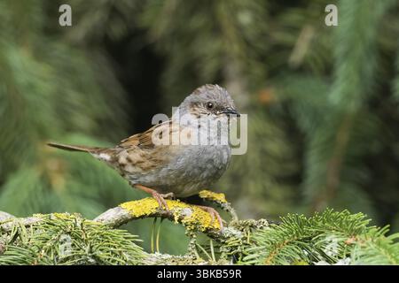 Ein Dunnnock (Prunella modularis), der auf einem mit Flechten bedeckten Zweig vor grünem Hintergrund sitzt, Hessen, Deutschland, Europa Stockfoto