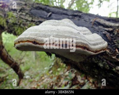 Wilde Pilze, die im Wald wachsen - Fomes fomentarius. Stockfoto