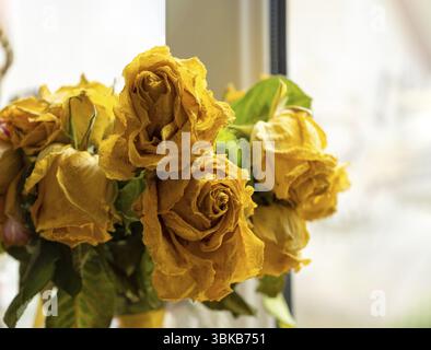 Strauß aus verwelkten gelben Rosen, Kopierraum Stockfoto