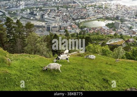 Bergziegen grasen auf malerischen Hängen mit Bergen im Hintergrund Stockfoto