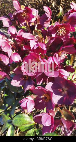 Frühlingsweihnachtsrose, (Helleborus orientalis), Sachsen, Deutschland, Europa Stockfoto